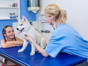 深圳市寶安民治寵物120急救中心 低價專業服務，守護寵物健康